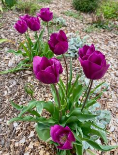 IMG_5655.jpeg