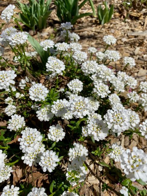 2023-03-08 - candytuft.jpeg