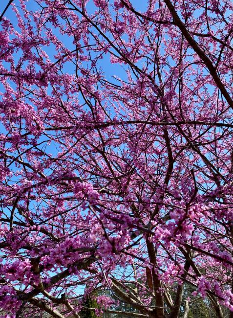 2023-03-08 - redbud tree.jpeg