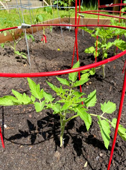 2023-04-21 - SVdP Garden new tomato.jpeg