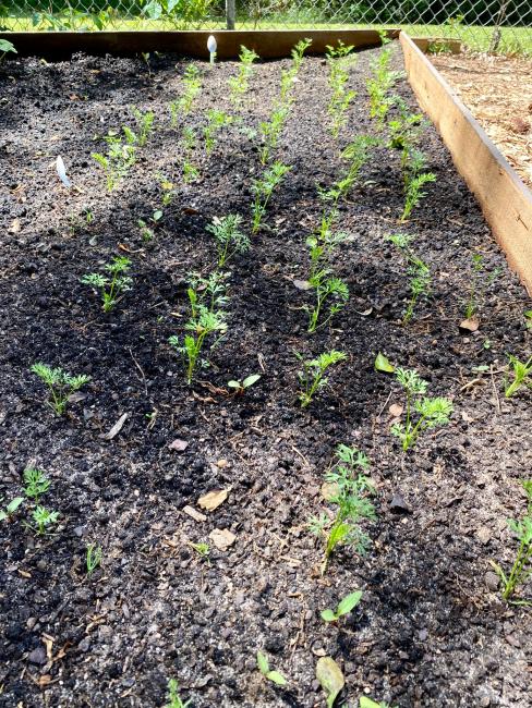 2023-04-21 -SVdP Garden carrots.jpeg