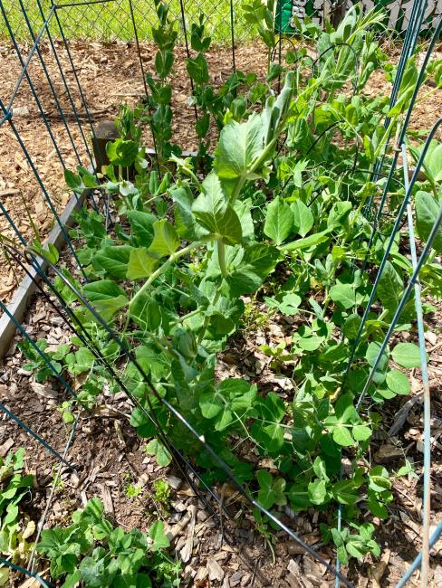 2023-04-21 -SVdP Garden peas.jpeg