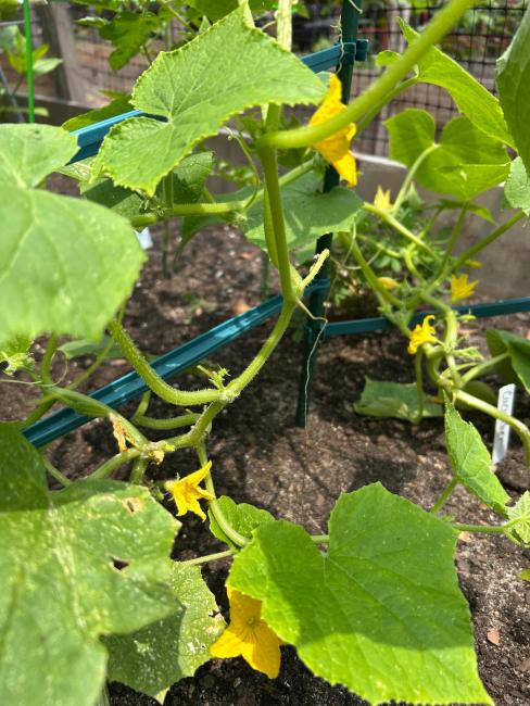 cucumbers with blossoms.jpeg