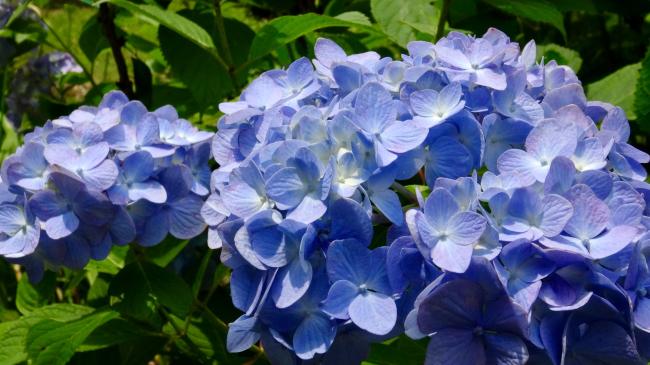 hydrangea (1).JPG