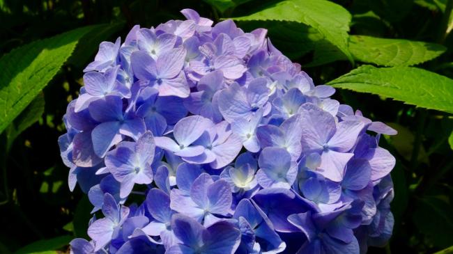 hydrangea.JPG