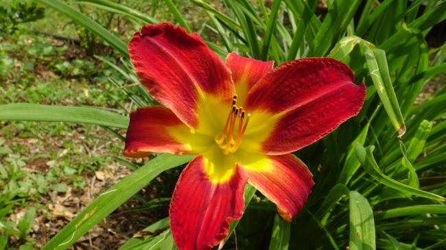red and yellow daylilly.JPG